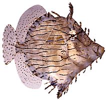 Chaetoderma penicilligera (Ligado a ornato)
