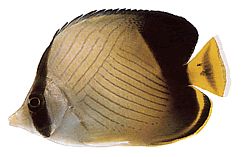 Chaetodon decussatus Chétodon Falso-Vagabond