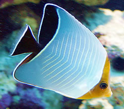 Chaetodon larvatus (Papillon Fish Mascarado)