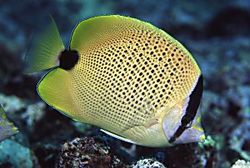 Chaetodon miliaris