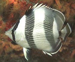 Chaetodon striatus Zebra ou cruzado