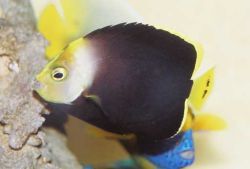 Chaetodontoplus melanosoma (Anjo Brown)