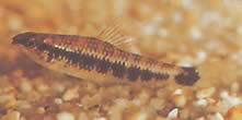 Characidium fasciatum Characidium fascinou