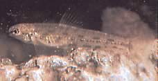 Characidium steindachneri Tetrager manchado