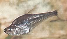 Charax gibbosus Bump Glass Tetra, Charax Gibbeux