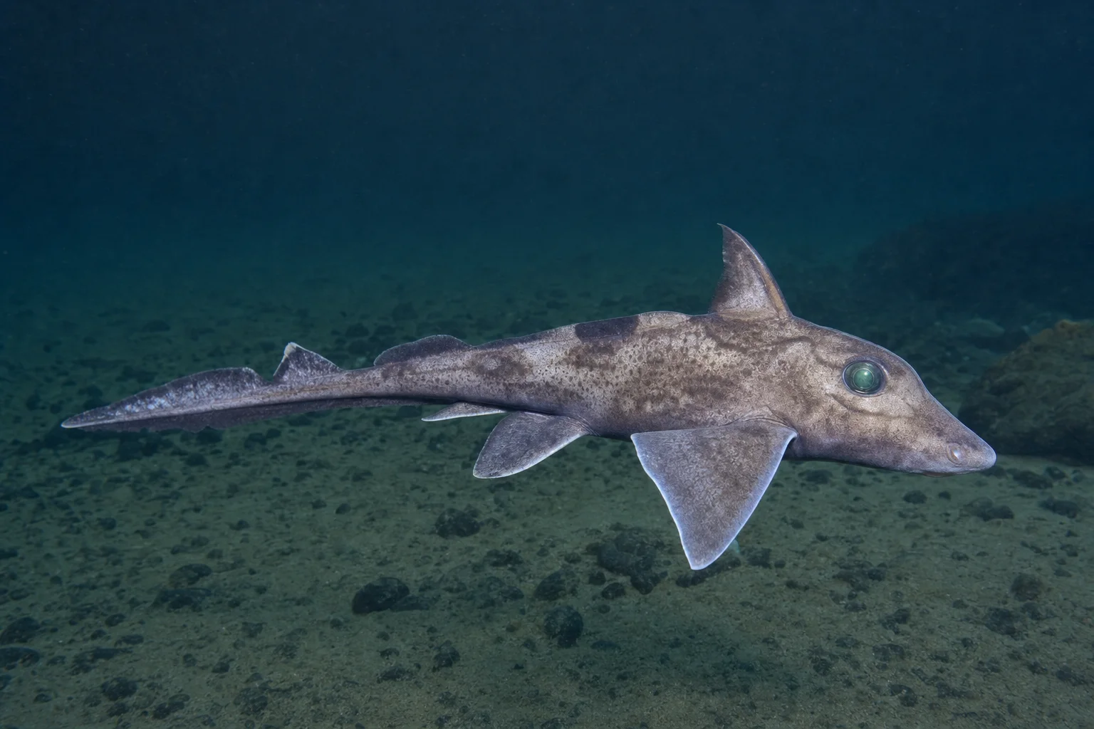 Chimaera monstrosa (Quimera) - Peixes aquários Água do mar, quente