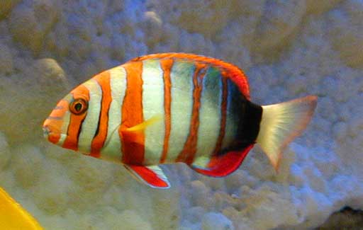 Choerodon sp (Ciclo)