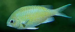 Chromis caerulea Cromis verde