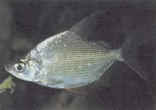 Citharinus citharus Merda nas costas