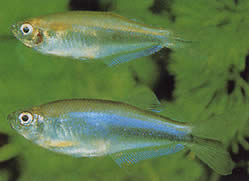 Coelurichthys microlepis (Tetra Crutor com pequenas escalas, Barberos)