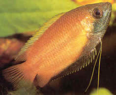 Colisa sota