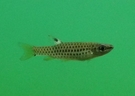 Copella nattereri (Copela Nattereri)