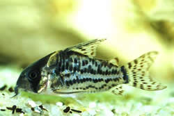 Corydoras schwartzi (Corydoras com cinco bandas)