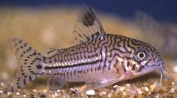 Corydoras trilineatus (Corydoras de três bandas)
