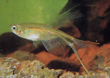 Corynopoma riisei (Corynopoma anão, espada tetra)