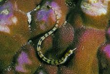 Corythoichthys flavofasciastus Peixe com saltearfish amarelo