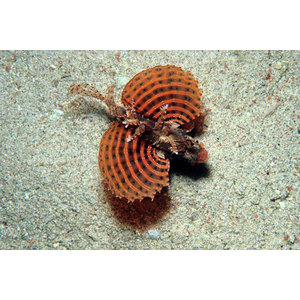 Dendrochirus brachypterus Anão