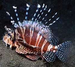 Dendrochirus zebra (Pontuação anã)