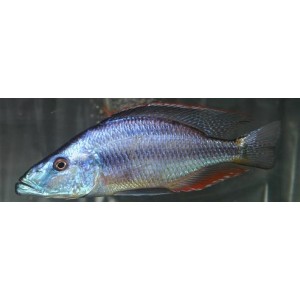 Dimichromis compressiceps (Olhos Cichlides do Malawi Eye)
