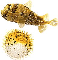 Diodon holocanthus (Soprador espinhoso)