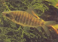 Distichodus fasciolatus (Distrito listrado cinza)