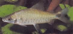 Distichodus rostratus (Distitichodus em Rostre)