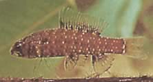 Elachocharax georgiae (Tetrager anão)