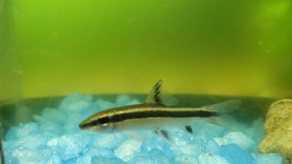 Epalzeorhynchus kallopterus (Lindas barbatanas)