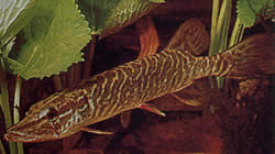 Esox lucius (Pike da Europa)