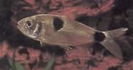 Exodon paradoxus (Tetra-tiger com dois pontos)