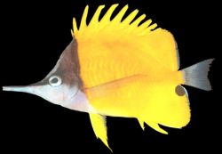 Forcipiger flavissimus (Chelmon com bico longo)