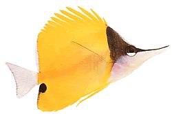 Forcipiger longirostris Chelmon com bico longo