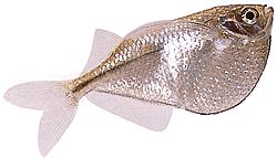 Gasteropelecus sternicla Prata