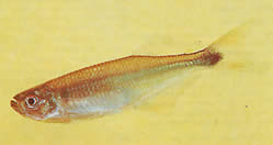 Gephyrocharax chapare (Géphyroharax du Chapare, Tetra-Glende)