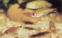 Gnathocharax steindachneri (Mordida tetra)