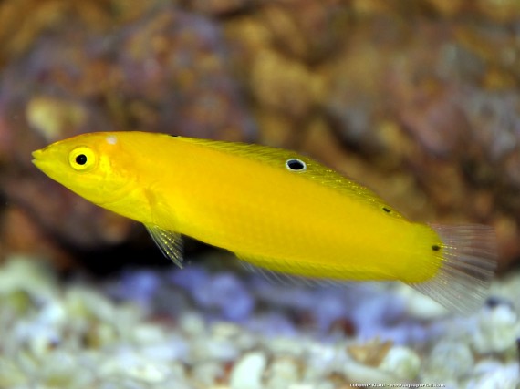 Halichoeres Chrysus (Canário Amarelo / Labre)