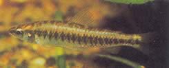 Hemigrammocharax multifasciatus Tetrache de quadriculado africano