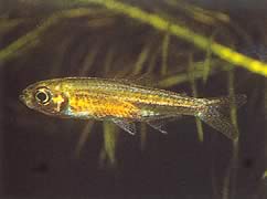 Hemigrammopetersius tangensis (Tanga Africano Tetra-Néon)