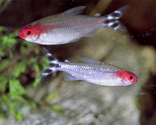 Hemigrammus bleheri (Tetra de boca vermelha)
