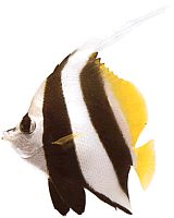 Heniochus acuminatus (Marcação)