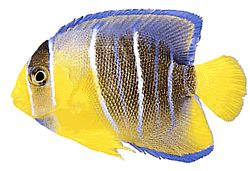 Holacanthus ciliaris (Anjo Real)