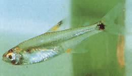 Holoshestes pequira Mancha laranja tetra