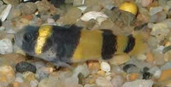 Hypogymnogobius xanthozona (Hipogymnogobius)