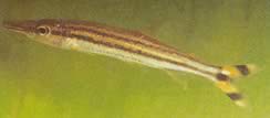 Ichthyborus quadrilineatus Characin em Bec (Phago) com quatro linhas