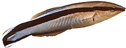 Labroides dimidiatus Limpador comum