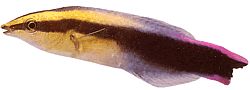 Labroides phtirophagus Labroid de cauda vermelha