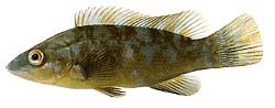Labrus bergylta Antiquado