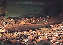 Lampetra fluviatilis (Lâmpada fluvial)