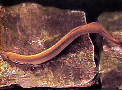 Lampetra wilderi Lampreia americana