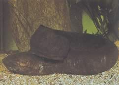 Lepidosiren paradoxa (América do Sul Lepidosirène)